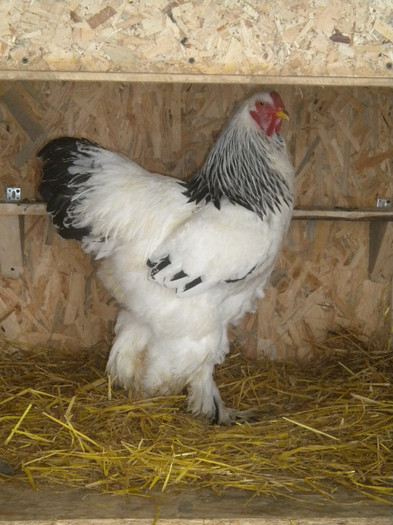 cocos 3 - a brahma herminat deschis-lot 2013