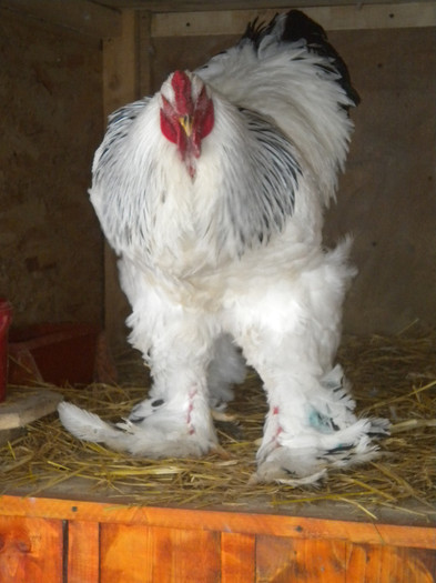 cocos2 - a brahma herminat deschis-lot 2013