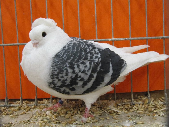 Nurnberg Nat Germ 2012