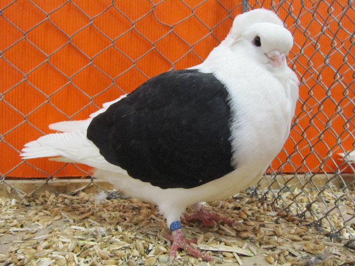 Nurnberg Nat Germ 2012