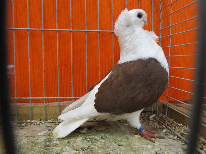 Nurnberg Nat Germ 2012