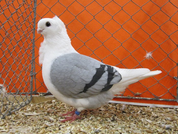 Nurnberg Nat Germ 2012