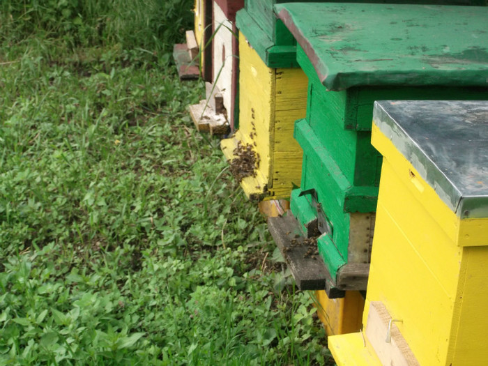 primii2 - apicultura inceput 03 2012