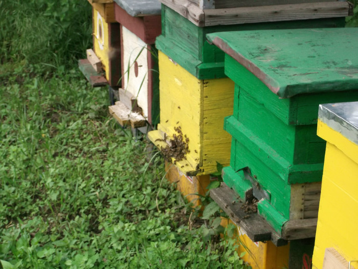 primii3 - apicultura inceput 03 2012