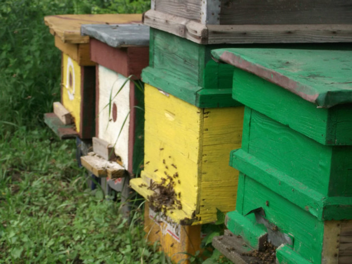 primii4 - apicultura inceput 03 2012