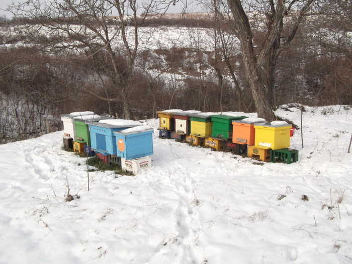 DSCF1758 - apicultura iarna 2012-2013