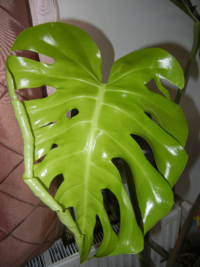 Monstera deliciosa (2012, December 28) - Monstera deliciosa