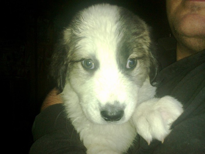 nepoata cozminei , vera