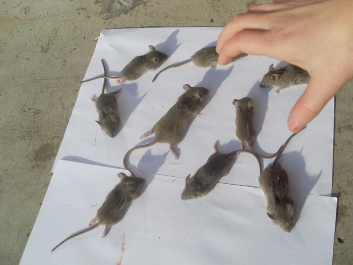 fugiti vine king cong