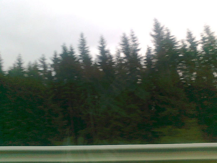 dimineata cetoasa (5)