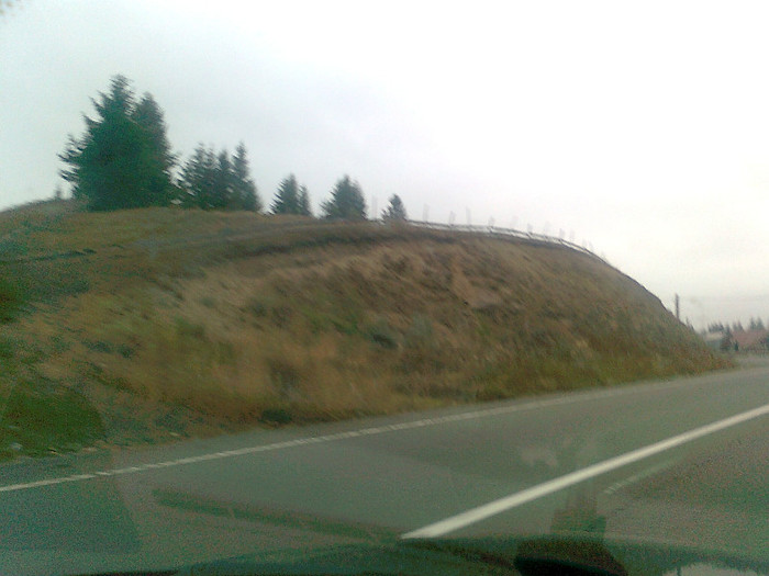 dimineata cetoasa (7)