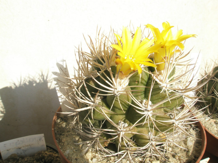 Weingarthia 1 - flori 25.10.2012