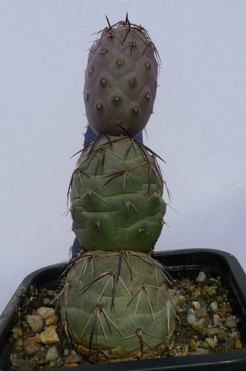 Tephrocactus geometricus - 25.09 - DIVERSE specii de cactusi