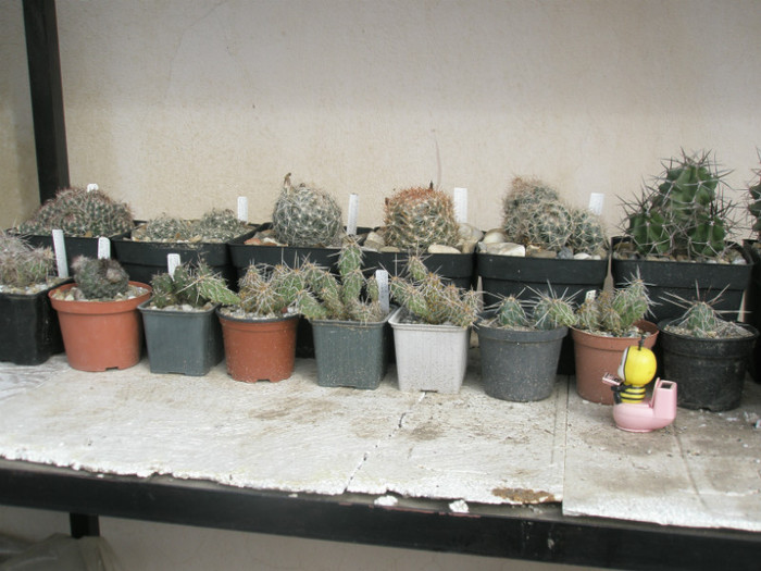 plantele care vor ramane afara - 04.11 - cactusi la iernat 2012