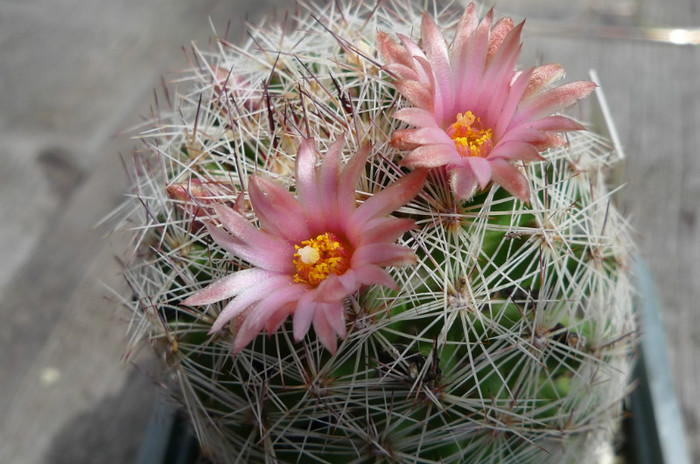 chihuahuensis - 02.06 - Coryphantha 2012