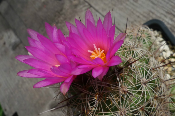 pussiliflora - flori - Coryphantha 2012