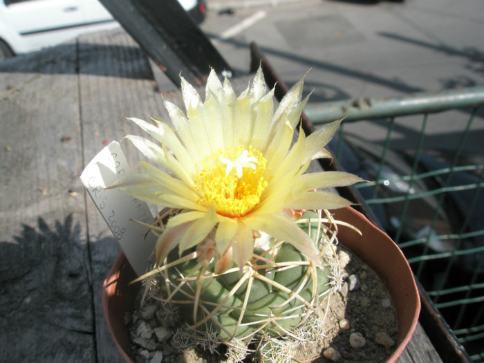 Coryphantha (Gino) - floare - Coryphantha 2012