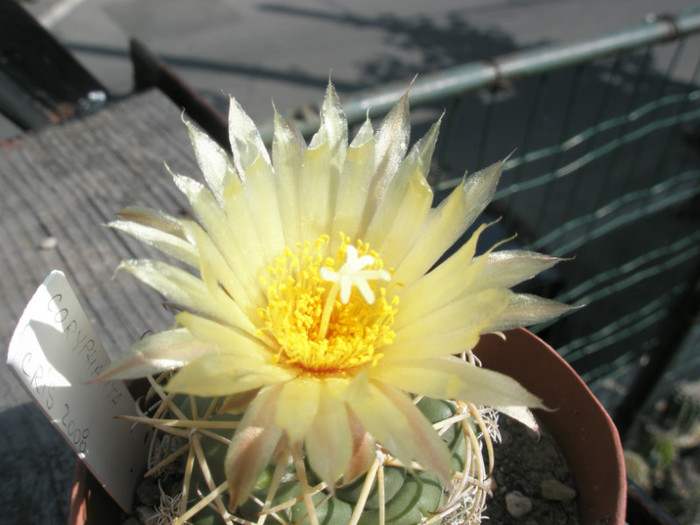 Coryphantha - detaliu floare - Coryphantha 2012