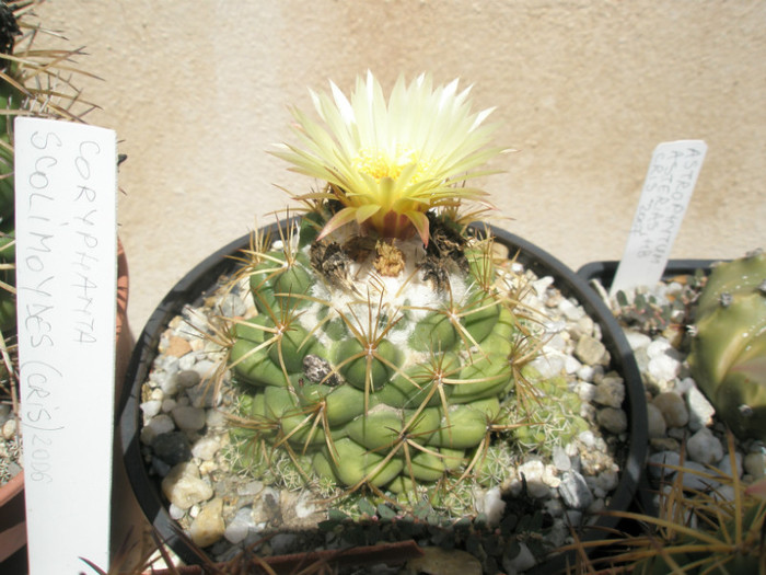 andreae - 03.07 - Coryphantha 2012