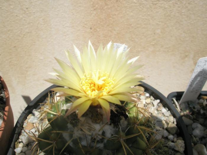 andreae - floare - Coryphantha 2012