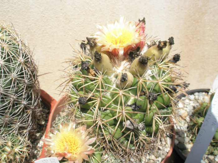 bumamma - 03.07 - Coryphantha 2012