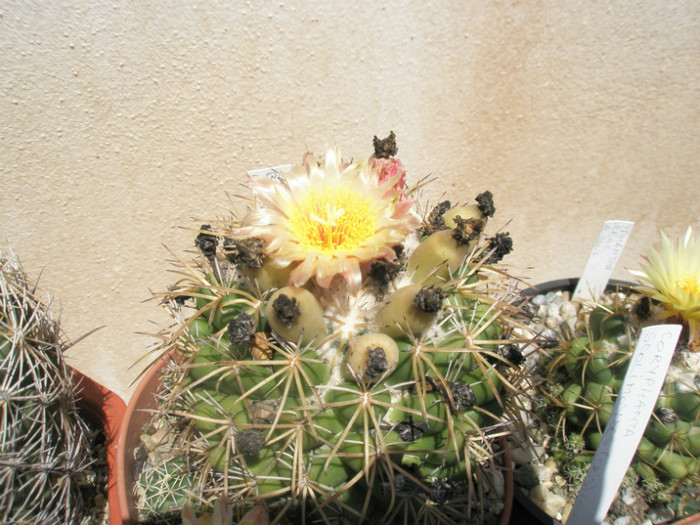 bumamma - floare - Coryphantha 2012