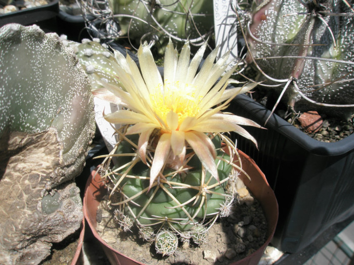 Coryphantha (Gino) - 03.07 - Coryphantha 2012