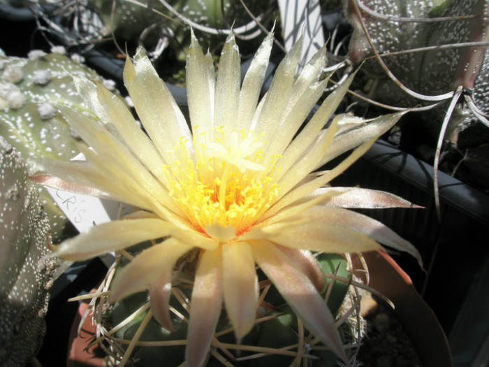 Coryphantha (Gino) - floare