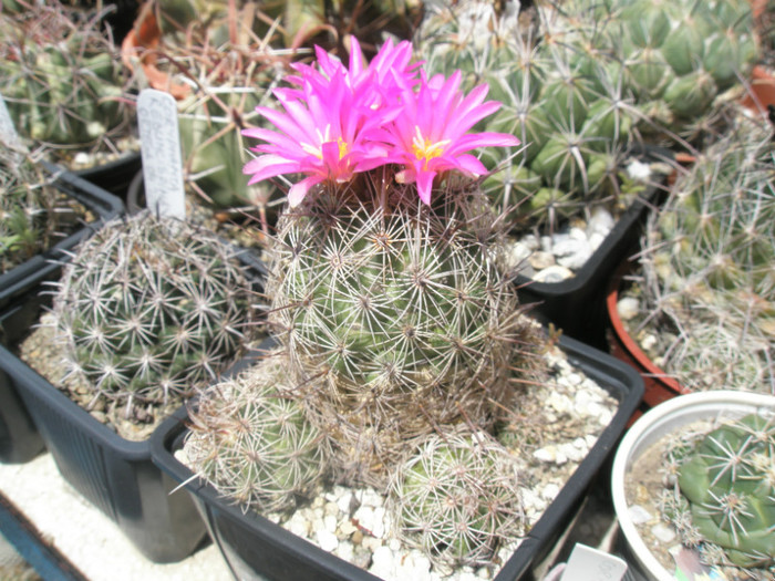 pussiliflora - 03.07 - Coryphantha 2012