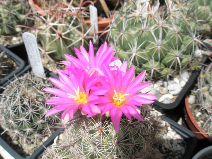 pussiliflora - flori