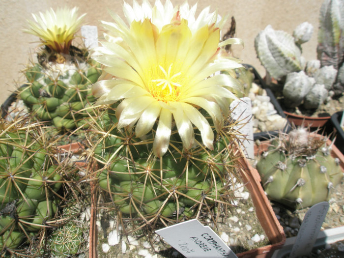 scolymoides - 03.07 - Coryphantha 2012