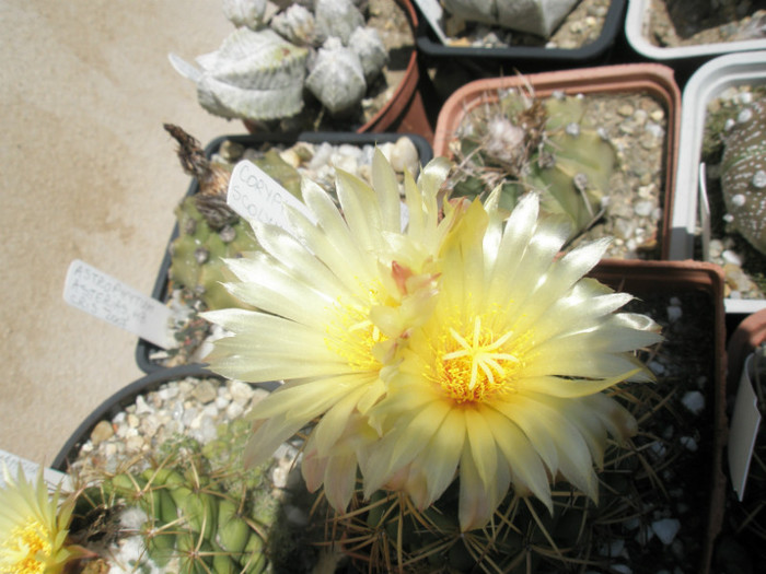 scolymoides - flori - Coryphantha 2012