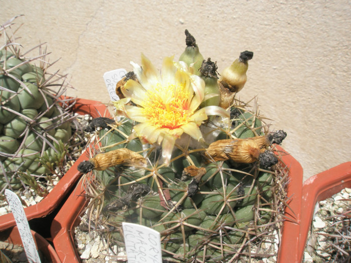 sulcolanata - 03.07 - Coryphantha 2012