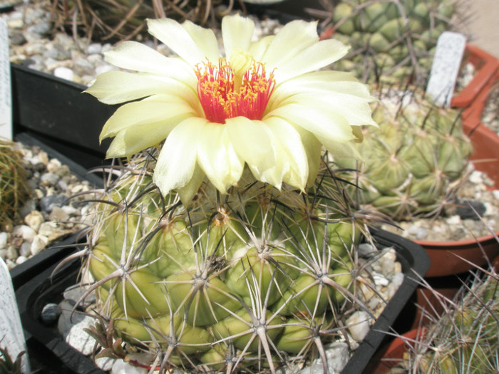 calipensis ssp. pallida - 07.08 - Coryphantha 2012