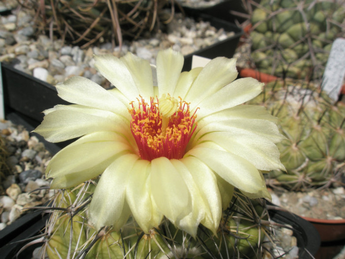 calipensis ssp. pallida - floare - Coryphantha 2012