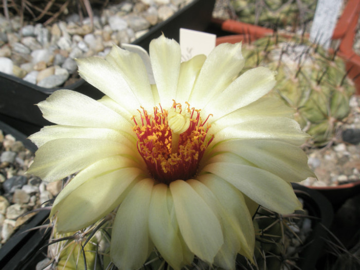 calipensis ssp. palida - floare 2 - Coryphantha 2012