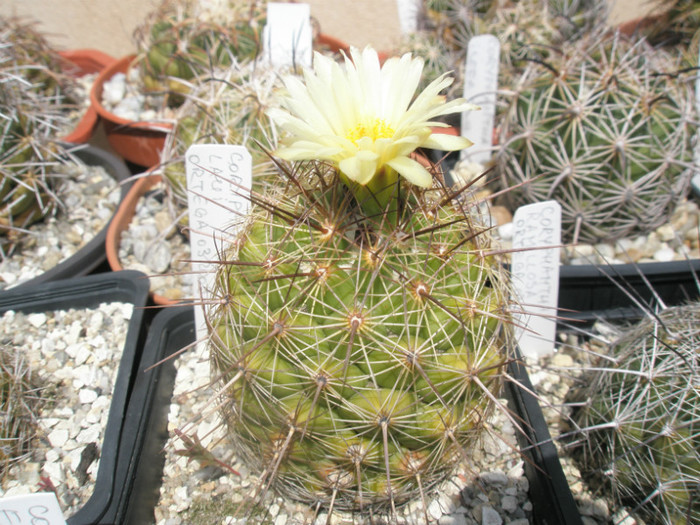 laui - 07.08 - Coryphantha 2012