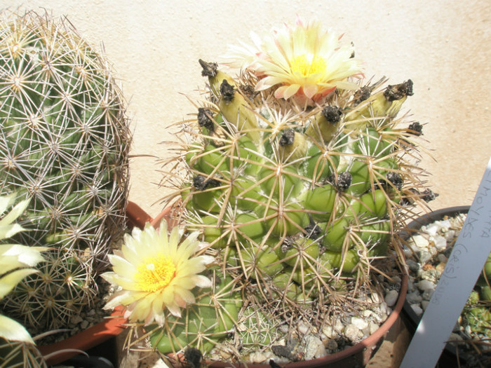 bumamma - 19.08 - Coryphantha 2012