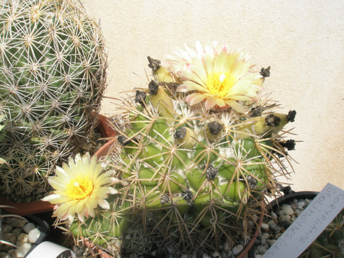 bumamma - floare (si pe pui) - Coryphantha 2012