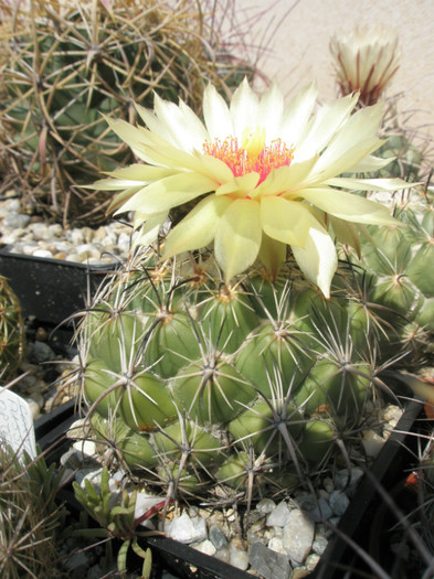 calipensis ssp. pallida - 19.08