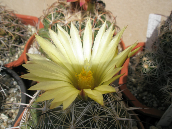 cornifera - floare - Coryphantha 2012