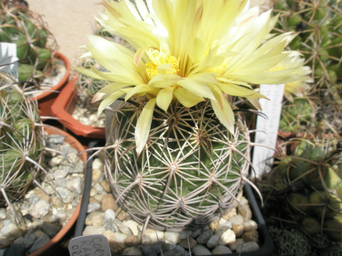 cornifera hb. - 19.08 - Coryphantha 2012