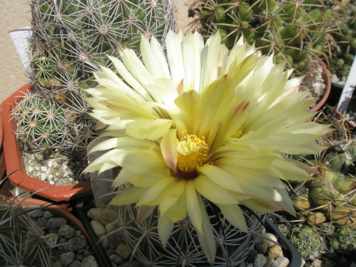 cornifera hb. - detaliu floare - Coryphantha 2012