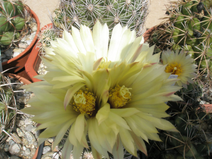 cornifera hb. - flori - Coryphantha 2012