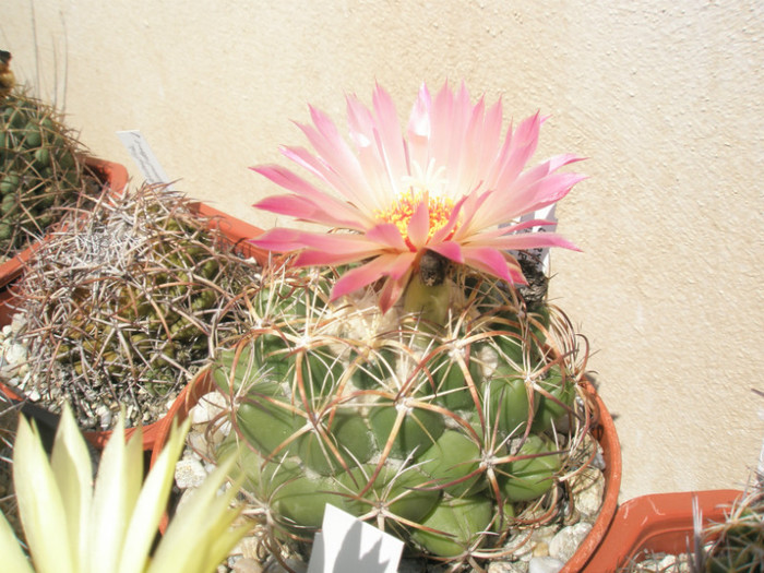 elephantidens - 19.08 - Coryphantha 2012