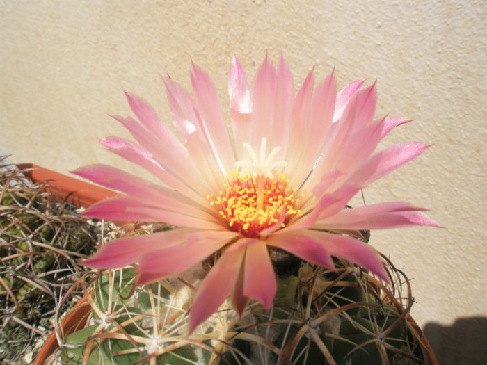 elephantidens - floare - Coryphantha 2012