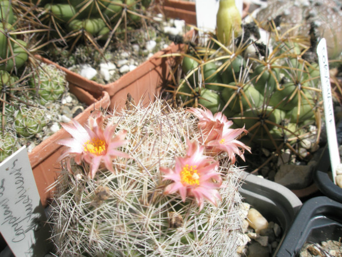 chichuahuensis - flori