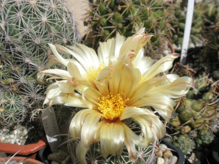cornifera hb. - flori