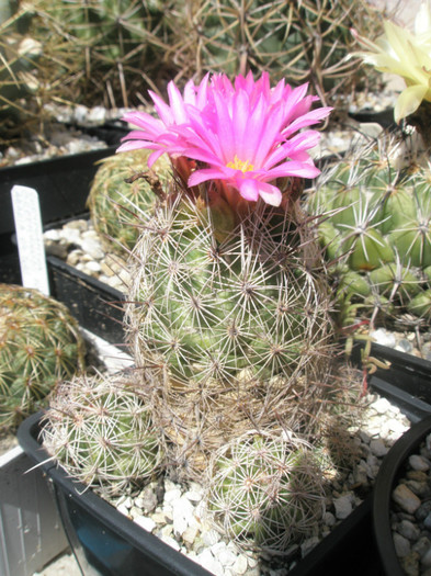 pussiliflora - 21.08
