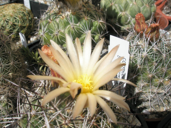 salmydichiana  - floare neclara